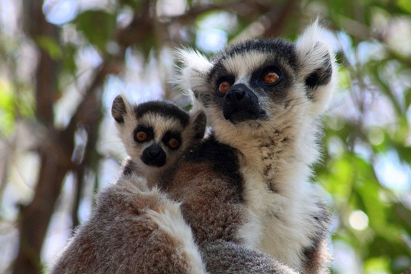 Voyage nature à Madagascar : le top 4 des sites naturels à découvrir